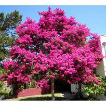 Crape Myrtle Tree Seeds (Lagerstroemia Indica), Fast Growing Deciduous Tree With Flowers - 每包10粒種子 - 查看 3