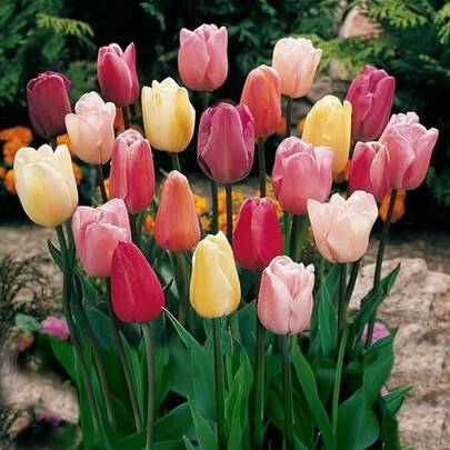 200 Tulpenzwiebeln, geeignet für die Herbstpflanzung, mehrjährige Blumentulpenzwiebeln, geeignet für verschiedene Regionen.