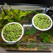 3个装水族箱漂浮植物环、鱼类喂食环和浮萍隔离网，适用于斗鱼、小型鱼类和水族箱造景 - A - 查看 3