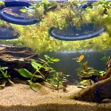 3个装水族箱漂浮植物环、鱼类喂食环和浮萍隔离网，适用于斗鱼、小型鱼类和水族箱造景 - A - 查看 6