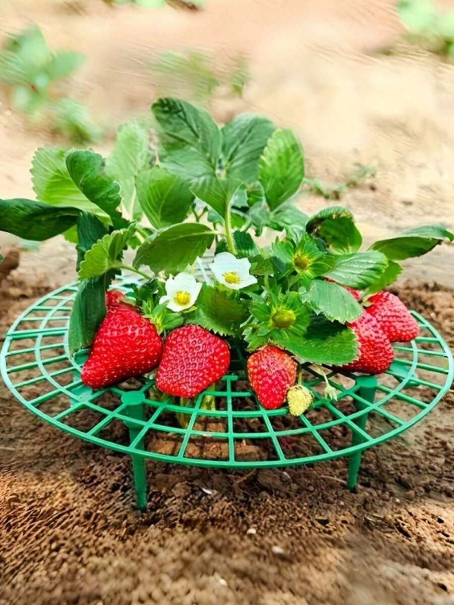 4个/6个/10个/12个装草莓种植架,带3个结实支腿 - 草莓支架 草莓种植架 花盆草莓托架 防腐水果支撑架 - 草莓架 - 查看 1