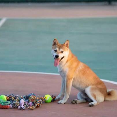 Đồ chơi dây thừng cho chó gặm, bóng dây bện, thích hợp cho chó nhỏ, Labrador, Shepherd, Golden Retriever, trò chơi kéo co.