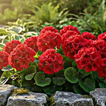 1/4 pieza Flor de geranio de seda artificial, planta de geranio falsa para decoración del hogar, jardín interior, balcón, tumba, jarrón, mesa - Rojo - Ver 7