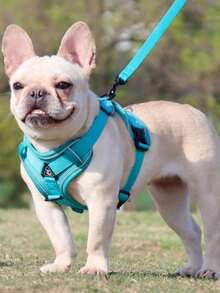 反光宠物胸背带和牵引绳套装，适用于犬猫，防逃脱可调节小型犬胸背带，带柔软网布（升级款将优先发货。） - 綠色 - 查看 2