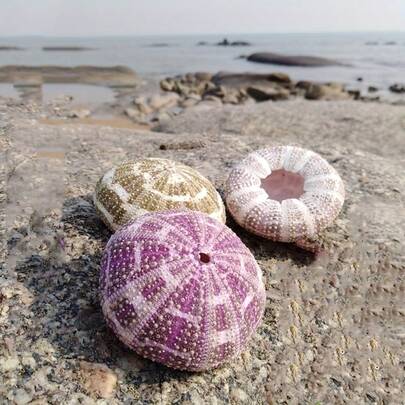 2 piezas Concha de caracol natural, concha de mar verde, concha de erizo de mar vacía, maceta de flor, maceta de flor suculenta, pantalla de lámpara creativa de concha, decoración ornamental, accesorios de fotografía, escenario de acuario, regalos creativos, decoración del hogar, diseño de escenario de acuario