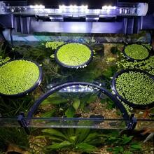3个装水族箱漂浮植物环、鱼类喂食环和浮萍隔离网，适用于斗鱼、小型鱼类和水族箱造景 - A - 查看 4