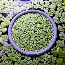 3个装水族箱漂浮植物环、鱼类喂食环和浮萍隔离网，适用于斗鱼、小型鱼类和水族箱造景 - A - 查看 7