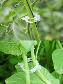 50个植物固定夹、紧固扣、藤蔓植物固定带 - A - 查看 8