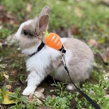 可爱兔子背带牵引绳套装，防逃脱兔子散步背心，小型宠物圣诞礼物 - 彩色 - 查看 7