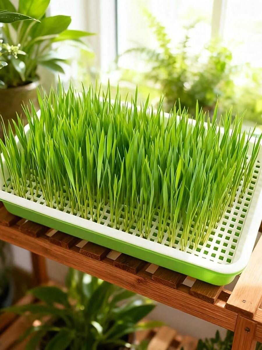 Sprouting Seed Sprouting Kit With Sprouting Tray And Base - Compact Sprouting System For Peas, Beans, Wheat, Pet Grass - Green Sprouting Cultivator With Drainage Holes (Seeds Not Included)
