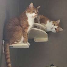 Wall-Mounted Cat Climbing Frame With Perch Set: Includes 1 Corner Cat Perch, 3 Cat Stepping Platforms; Sturdy Wall-Mounted Cat Tree For Cat Play & Climbing; Max Load 12kg (26lb) - Apricot - View 6