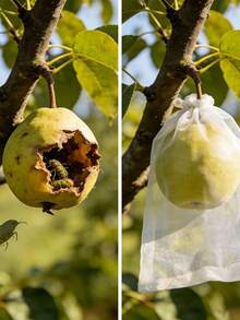 10pcs Insect Cover, Fruit Tree Protector, Shoe Storage Bag, Non-Woven Fabric, Insect And Dustproof, Suitable For Gardens, Landscaping, And Shoe Storage. Essential Gardening Supplies, Perfect For Wedding Season, Graduation Season, And Mother's Day Gifts. - beraneka warna - View 7