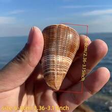 1個/2個黑色線條海螺，稀有貝殼，收藏級貝殼，適用於DIY珠寶製作、項鍊、手鍊、桌面中心裝飾、花瓶填充物、手工藝、婚禮裝飾、大宗海洋海灘貝殼、派對中心裝飾、奢華家居桌面裝飾、繪畫、模型裝飾、仙女花園、微縮項目迷你貝殼、節日禮物 - 均碼 - 查看 2