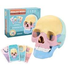 STEM Kit: 4D Skull Model, Disassembled Specimen, Skull Model, Oral Cavity Teaching Model, Skeleton Model, Art Model - 1 - View 5