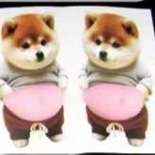 Lindo adhesivo decorativo en forma de Shiba Inu 3D color naranja - Adhesivo de silicona a prueba de golpes y autoadhesivo, decoración de hogar de moda - Multicolor - Ver 17
