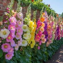 276  Of Double Hollyhock Cultivation-Hybrid Hollyhock Flower , Perennial Outdoor House Garden Flowers, Attracting Pollinators - 276 - 查看 3