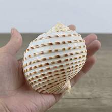Natural Sea Snail Shell With Floral Pattern, Blue Snail Shell, Natural Shell For Fish Tank, Rolling Shell For Fish Breeding, Fleshy Natural Fish Tank Landscape Aquatic Decoration Specimen Ornament, Halloween Decoration - Set - View 7