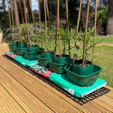 Tomato And Vegetable Growbag Pots Improved Watering - Pack Of 6 - Green - View 8