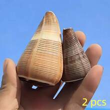 1個/2個黑色線條海螺，稀有貝殼，收藏級貝殼，適用於DIY珠寶製作、項鍊、手鍊、桌面中心裝飾、花瓶填充物、手工藝、婚禮裝飾、大宗海洋海灘貝殼、派對中心裝飾、奢華家居桌面裝飾、繪畫、模型裝飾、仙女花園、微縮項目迷你貝殼、節日禮物 - 均碼 - 查看 5
