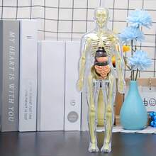 Detachable Skeleton And Internal Organs Model, Suitable For Anatomy Teaching, Practical Educational Tool For Science Classroom, Detailed Structure Of Complex Organs - Multicolor - View 12