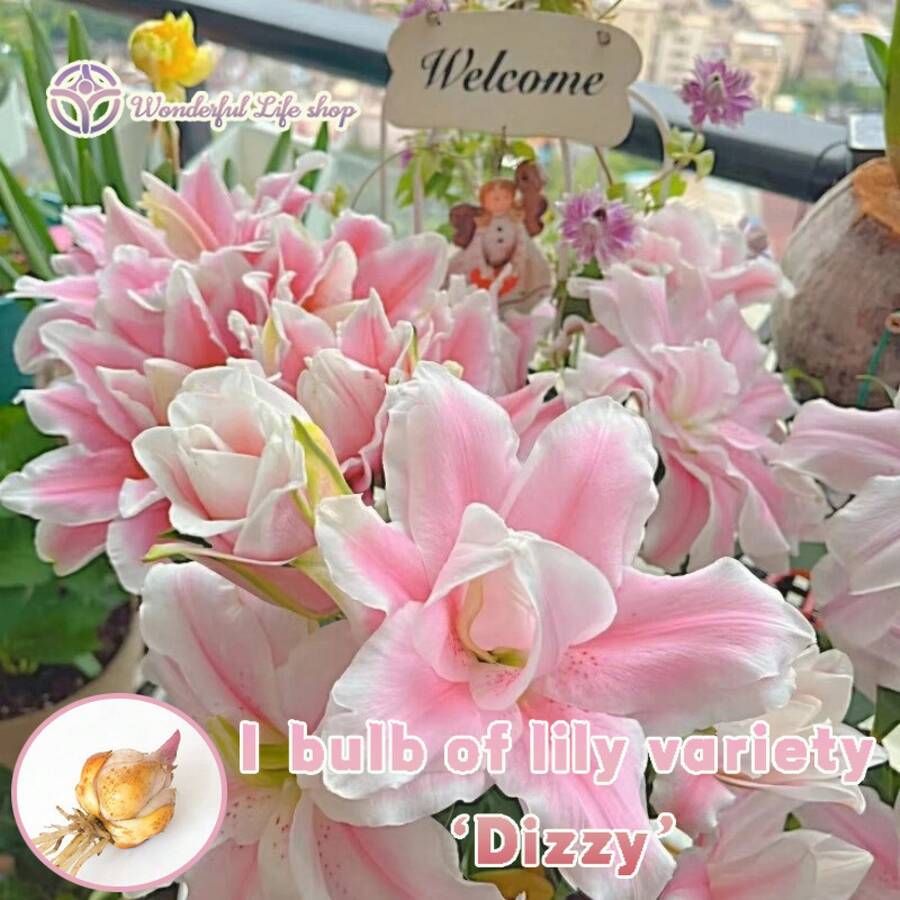 1 Bulb Of 'Dizzy' Lily Variety - Cold-Resistant, High Survival Rate, Easy To Grow - Suitable Gardens And Potted Plants, Long-Lasting Fragrance - 「眩暈」百合品種 - 查看 1