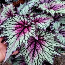Semi di piante e fiori per giardino, semi di Coleus, semi di bonsai, fiori perenni per piante da interno, forniture per la piantumazione domestica, accessori per alberi - 100 pezzi (C001#1) - Visualizzare 3