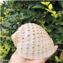 Natural Sea Snail Shell With Floral Pattern, Blue Snail Shell, Natural Shell For Fish Tank, Rolling Shell For Fish Breeding, Fleshy Natural Fish Tank Landscape Aquatic Decoration Specimen Ornament, Halloween Decoration - Set - View 9