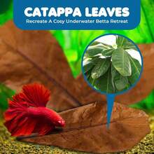 Natural  Almond Catappa Leaves For Betta Fish Aquarium Water Conditioner Tannins PH Balance Fin Health Color Enhancement Stress Relief - 1 - 查看 3