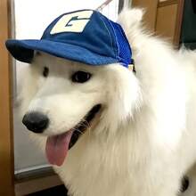 1pc Pet Sun Protection Hat, Dog Cap, Travel Sun Hat, Breathable Outdoor Pet Baseball Cap. Designed For Dogs, This Baseball Cap Has Ear Holes And Adjustable Size, Suitable For Small To Large Dogs For Outdoor Activities. - Multicolor - View 4