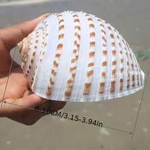 Natural Sea Snail Shell With Floral Pattern, Blue Snail Shell, Natural Shell For Fish Tank, Rolling Shell For Fish Breeding, Fleshy Natural Fish Tank Landscape Aquatic Decoration Specimen Ornament, Halloween Decoration - Set - View 2