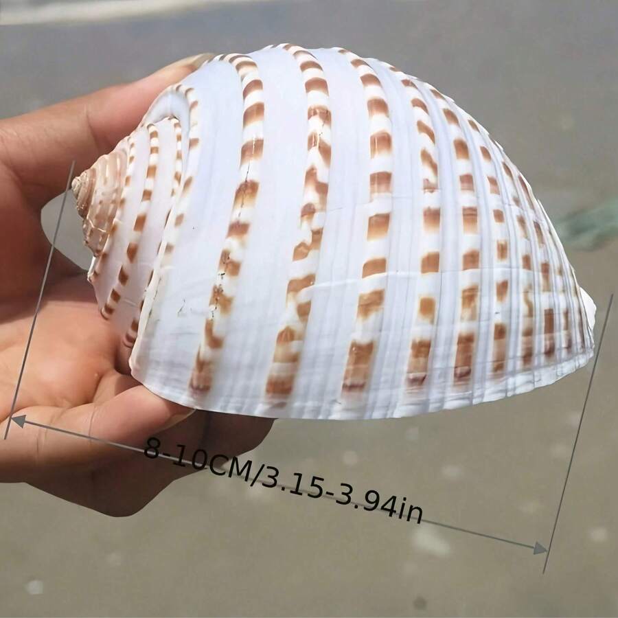 Natural Sea Snail Shell With Floral Pattern, Blue Snail Shell, Natural Shell For Fish Tank, Rolling Shell For Fish Breeding, Fleshy Natural Fish Tank Landscape Aquatic Decoration Specimen Ornament, Halloween Decoration