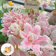 1 Bulb Of 'Dizzy' Lily Variety - Cold-Resistant, High Survival Rate, Easy To Grow - Suitable Gardens And Potted Plants, Long-Lasting Fragrance - 「眩暈」百合品種 - 查看 7