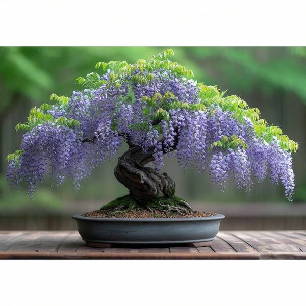 Chinesischer Glyzinien-Bonsai-Baumsetzling zum Pflanzen - 1 Jahr alter, gut verwurzelter Setzling