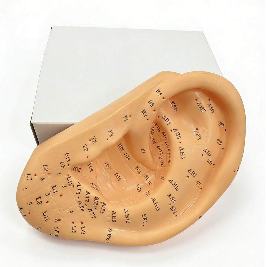 Modelo de oreja de acupuntura de 13 cm - Pantalla profesional de puntos de acupuntura, adecuado para acupuntores, estudiantes y práctica de tratamiento, mejor regalo para aprender acupuntura - Ver 1
