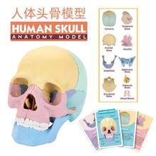 STEM Kit: 4D Skull Model, Disassembled Specimen, Skull Model, Oral Cavity Teaching Model, Skeleton Model, Art Model - 1 - View 2