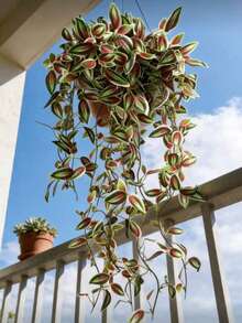 1 pieza Planta artificial para colgar en la pared, flor falsa, hoja de ceja, vid para decoración del hogar - Rosa - Ver 8