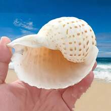 Natural Sea Snail Shell With Floral Pattern, Blue Snail Shell, Natural Shell For Fish Tank, Rolling Shell For Fish Breeding, Fleshy Natural Fish Tank Landscape Aquatic Decoration Specimen Ornament, Halloween Decoration - Set - View 3