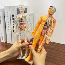Detachable Skeleton And Internal Organs Model, Suitable For Anatomy Teaching, Practical Educational Tool For Science Classroom, Detailed Structure Of Complex Organs - Multicolor - View 13