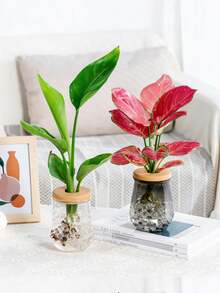 Chậu trồng cây thủy canh trong suốt, chậu nhỏ không cần đất, thích hợp trong nhà và ngoài trời, kiểu dáng hiện đại, đặt trên bàn, trang trí nhà cửa theo phong cách Bohemian, trồng cây trong nhà và ngoài trời, chậu hoa kiểu dáng hiện đại, thích hợp trồng thảo mộc, cây mọng nước, cây nhỏ, phù hợp cho bàn tiệc cưới, tiệc tùng, phòng khách, văn phòng, phòng ngủ và các dịp khác, trang trí phòng đẹp mắt, trang trí mùa xuân và mùa hè. - Nhiều màu - Xem 7