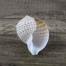 Natural Sea Snail Shell With Floral Pattern, Blue Snail Shell, Natural Shell For Fish Tank, Rolling Shell For Fish Breeding, Fleshy Natural Fish Tank Landscape Aquatic Decoration Specimen Ornament, Halloween Decoration - Set - View 10