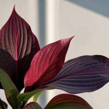 Installation Of A Variety Of Artificially Cultivated Decorative Flower Seeds, Low-Maintenance Evergreen Plants That Are Easy To Grow And Flower, Suitable For Indoor And Outdoor Plants, Home Decoration And Garden Decoration, Low-Maintenance Evergreen Plants As A Gift Of Nature. - 78 Pcs Seeds - View 2