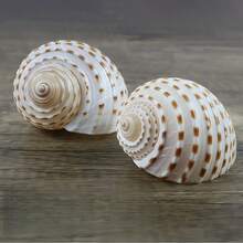 Natural Sea Snail Shell With Floral Pattern, Blue Snail Shell, Natural Shell For Fish Tank, Rolling Shell For Fish Breeding, Fleshy Natural Fish Tank Landscape Aquatic Decoration Specimen Ornament, Halloween Decoration - Set - View 8