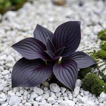 Installation Of A Variety Of Artificially Cultivated Decorative Flower Seeds, Low-Maintenance Evergreen Plants That Are Easy To Grow And Flower, Suitable For Indoor And Outdoor Plants, Home Decoration And Garden Decoration, Low-Maintenance Evergreen Plants As A Gift Of Nature. - 78 Pcs Seeds - View 4