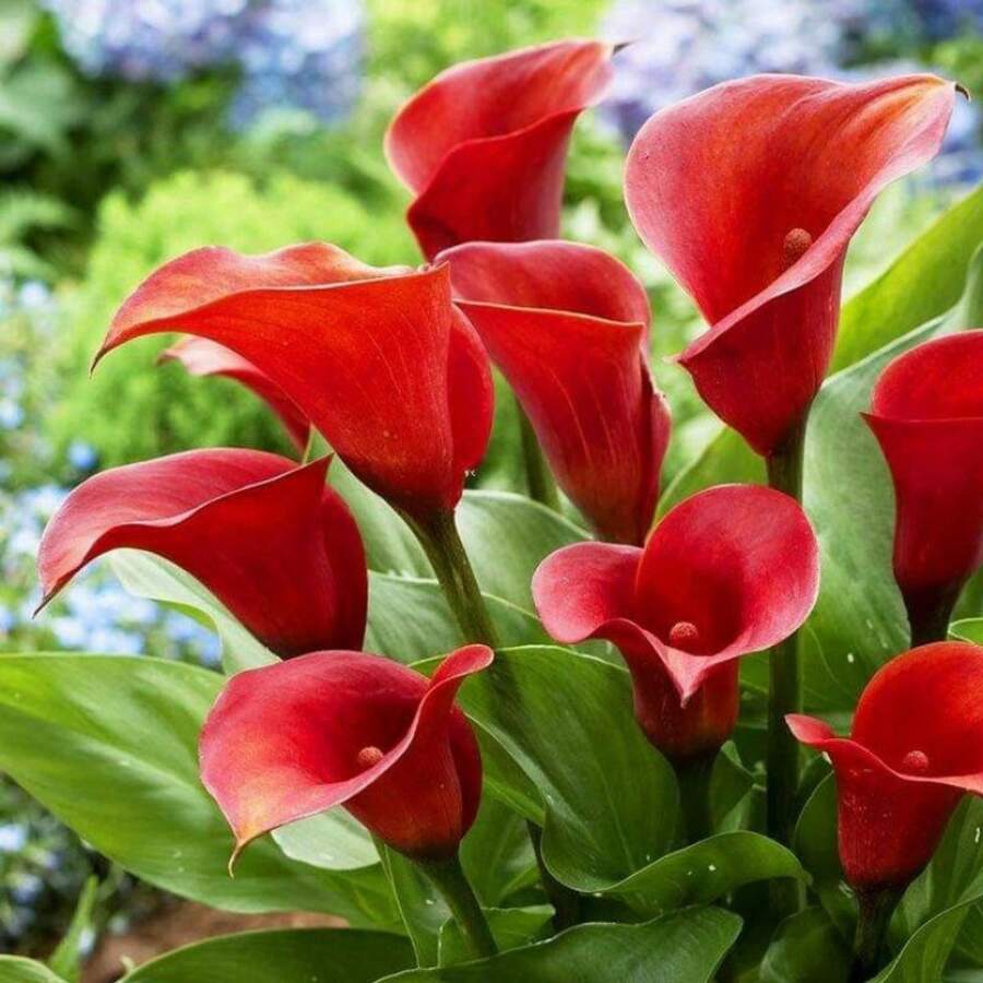 189 Karali Flower , Easy To Grow, Beautiful To Bloom - 189 - View 1