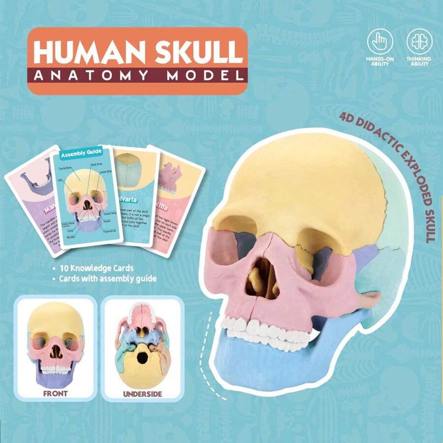 STEM Kit: 4D Skull Model, Disassembled Specimen, Skull Model, Oral Cavity Teaching Model, Skeleton Model, Art Model - 1 - View 1