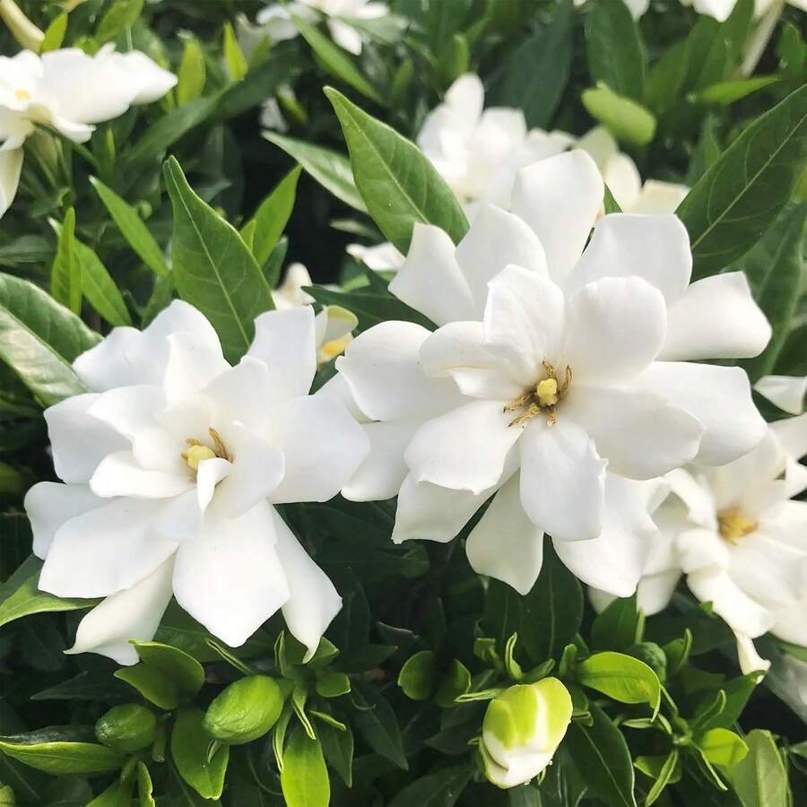 240+ graines d'orchidées coupées, fleurs blanches, graines de fleurs, arbustes vivaces résistants au froid, convenant à la jardinage et à la décoration d'intérieur. - 240 - Voir 1
