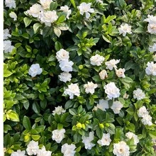 240+ graines d'orchidées coupées, fleurs blanches, graines de fleurs, arbustes vivaces résistants au froid, convenant à la jardinage et à la décoration d'intérieur. - 240 - Voir 3