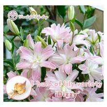 1 Bulb Of 'Dizzy' Lily Variety - Cold-Resistant, High Survival Rate, Easy To Grow - Suitable Gardens And Potted Plants, Long-Lasting Fragrance - 「眩暈」百合品種 - 查看 6