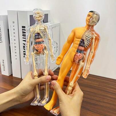 Modelo Destacável de Esqueleto e Órgãos Internos, Adequado para Ensino de Anatomia, Ferramenta Educacional Prática para Sala de Aula de Ciências, Estrutura Detalhada de Órgãos Complexos