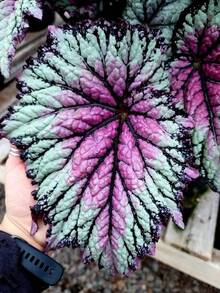 Semi di piante e fiori per giardino, semi di Coleus, semi di bonsai, fiori perenni per piante da interno, forniture per la piantumazione domestica, accessori per alberi - 100 pezzi (C001#1) - Visualizzare 6